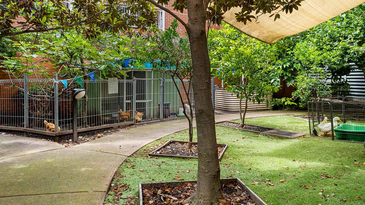 Chooks and ducks 